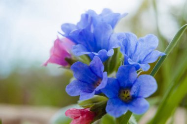 Çiçek açan akciğer otu çiçekleri kapanıyor. Avrupa ormanlarında ilkbahar çiçekleri. Pulmonaria officinalis olarak bilinen akciğer otu, yaygın akciğer otu, Mary 'nin gözyaşları ya da Meryem Ana' nın sütü damlası..