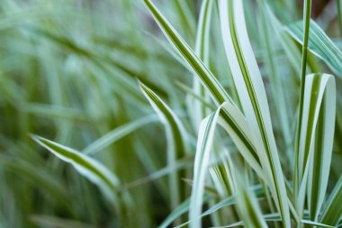 Carex oshimensis veya Japon sedge. Bahçedeki altın sarısı çimenler