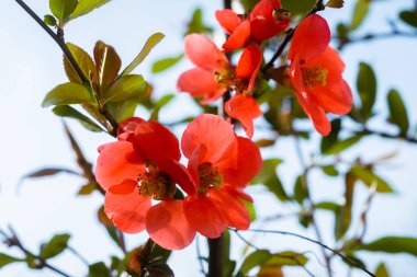 Chaenomeles japonica, Japon ayva ya da Maule aygırı olarak adlandırılır. Canlı turuncu çiçeklerle çiçek açan Chaenomeles ağacı. Ayva dalında çiçek açar.