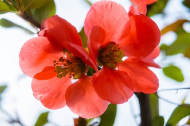 Chaenomeles japonica, Japon ayva ya da Maule aygırı olarak adlandırılır. Canlı turuncu çiçeklerle çiçek açan Chaenomeles ağacı. Ayva dalında çiçek açar.