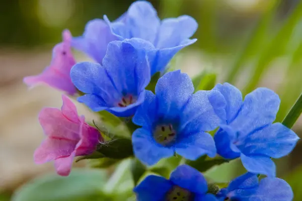 stock image Blooming Lungwort flowers close up. Springtime wild flowers in european forest. Pulmonaria officinalis known as lungwort, common lungwort, Mary s tears or Our Lady s milk drops.