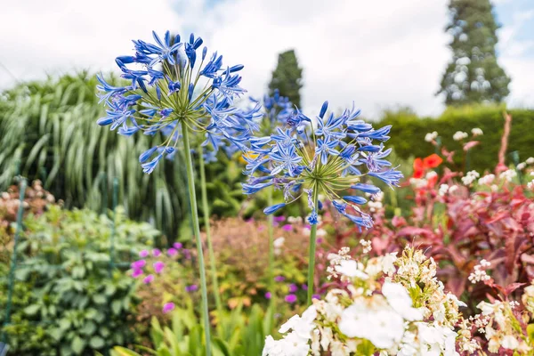 Güneşli bir günde mor Agapanthus africanus çiçekleriyle dolu manikürlü bir bahçe. Yüksek kalite fotoğraf
