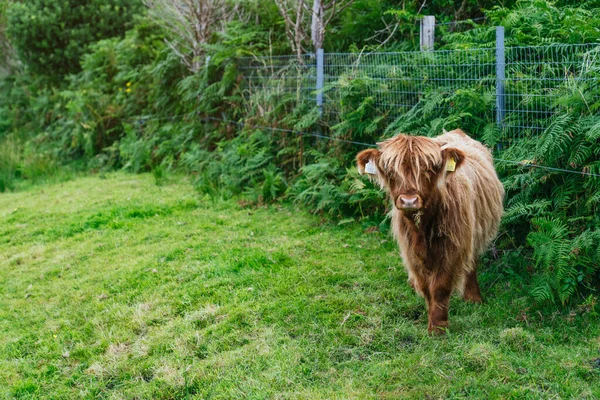 Zdobądź Spokój Młodej Góralskiej Krowy Bujnych Zielonych Polach Szkocji — Zdjęcie stockowe