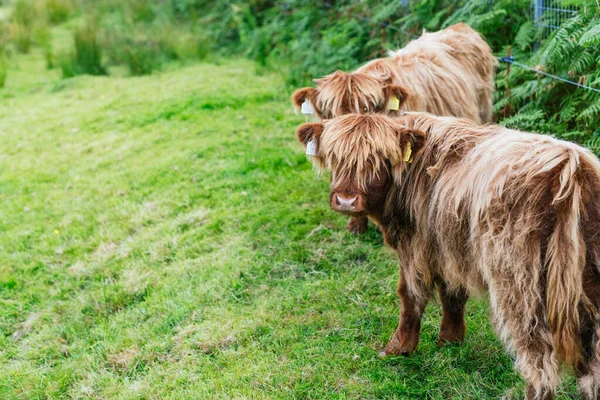 Capturing Tranquility Scotlands Highlands Photo Showcases Two Young Highland Cows — Stock Photo, Image