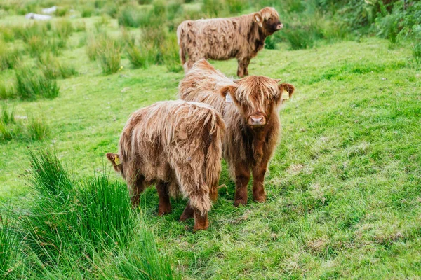 Captivating Image Young Highland Cows Peacefully Grazing Vibrant Green Meadow — Stock Photo, Image