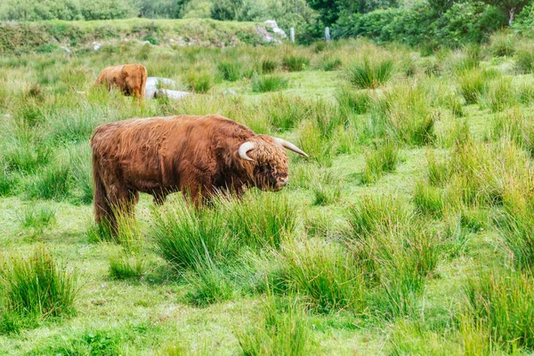 Capture Serene Beauty Scotlands Highlands Photograph Showcasing Adult Highland Cattle — Stock Photo, Image