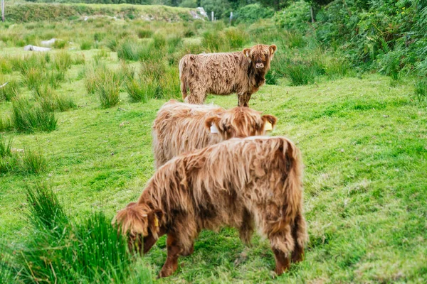 Capture Serene Beauty Young Highland Cattle Graze Lush Green Pastures — Stock Photo, Image