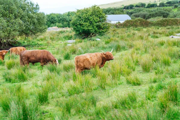 Serene Scottish Highland Cow Contentedly Munching Green Pasture Embodying Beauty — Stock Photo, Image