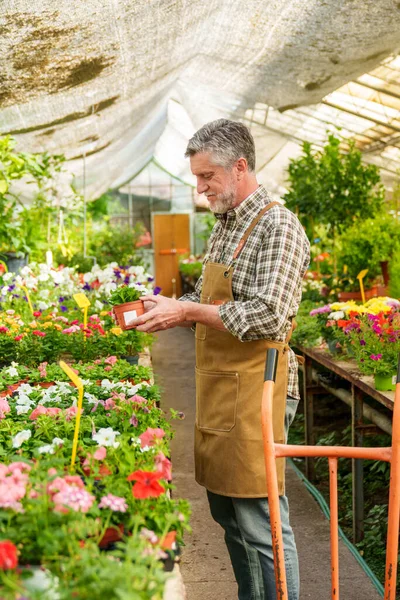 A seasoned worker at the plant store carefully tends to a potted plant, meticulously assessing its flourishing state and organizing its surroundings.