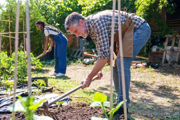 白人の先輩やアフリカ人労働者として活き活きとしたカラフルなシーンツールを使用して庭で野菜を楽しく植えたり栽培したり — ストック写真