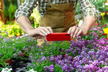 Renkli bir fidanlıkta, Kafkasyalı kıdemli bir işçi bol çiçek ve bitkilerin arasında gezici bir araç kullanarak envanter fotoğrafları çeker..