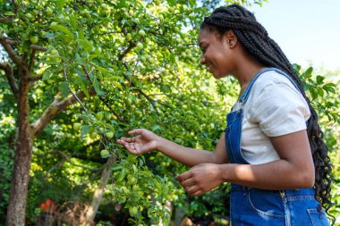 Tulumlu neşeli Afrikalı kadın meyve bahçesinde güneşli bir günde yeşil meyvelere eğilimli, organik tarım sergiliyor..
