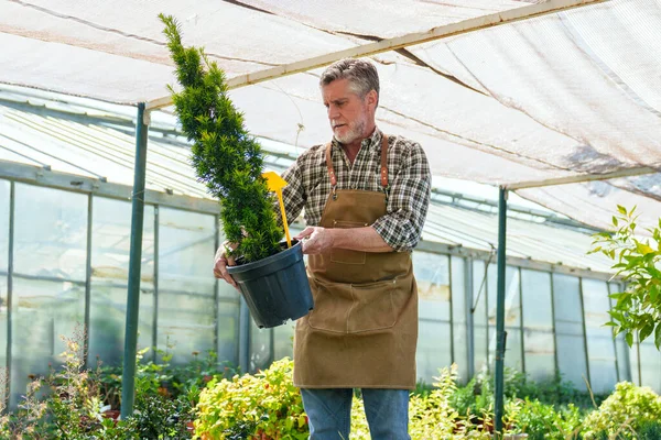 Focused elder gardener with apron caring for a topiary in a bright, plant-filled greenhouse.