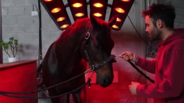 Siyah bir at, sırt ağrısını azaltmak için kızılötesi terapi seansını temsil eder. Kırmızı lambalar hedeflenmiş ısı tedavisi sağlar..