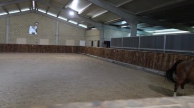 Majestic Bay Horse, kapalı bir kumlu arenanın içinde doğal zarafetini sergilerken yakalandı.