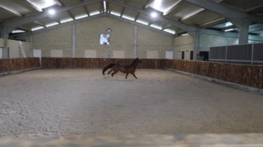 Kapalı bir binicilik sahasında kumlu zemini ve ahşap bariyerleri olan bir at tetikte bekliyor..