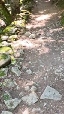 Orman ağaçlarının arasından süzülen güneş ışığı engebeli kayalık yürüyüş yoluna gölge düşürür. Yavaş çekim montajında sakin vahşi doğayı gözler önüne serer.