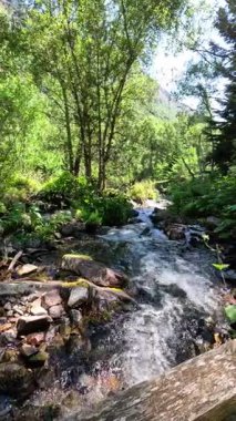 Kristal berrak nehir suyu kayaların üzerinde pürüzsüzce akıyor ve yavaş çekim videosunda, yemyeşil bitki ve ağaçlarla çevrili ahşap bir kalas.