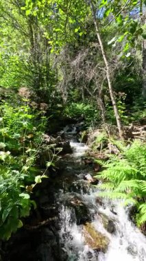Yavaş çekim montajı canlı yeşil bir ormanda çağlayan bir akarsuyun dingin güzelliğini yakalar.