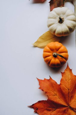 Beyaz arkaplanda balkabakları