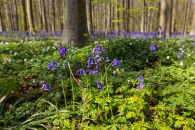 HAL, Belçika - 20 Nisan 2022 Zemini kaplayan mavi sümbülleriyle Hall Ormanı