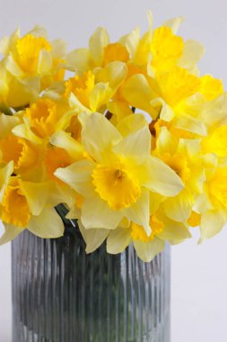 Vazoda bir buket nergis - taze bahar çiçekleri