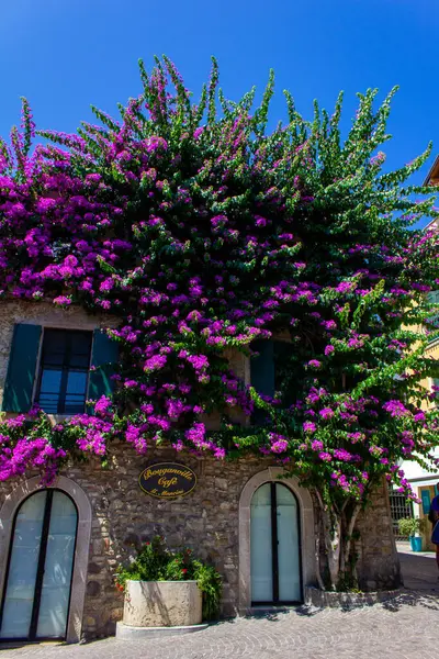 Flower House. Amazing colorful purple bougainvillea flowers around the windows. Promenade with souvenir shops in Sirmione, Italy