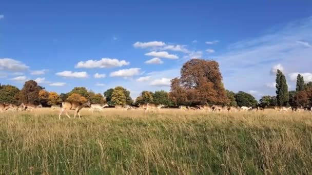 鹿群排成纵队移动到公园的另一个地方 — 图库视频影像
