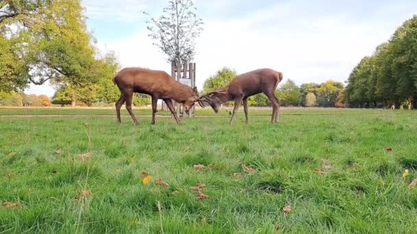 鹿群排成纵队移动到公园的另一个地方 — 图库视频影像