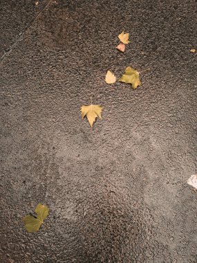 Londra sokaklarında sonbahar yaprakları, sonbahar mevsimi. Yüksek kalite fotoğraf