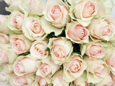 Close up of white roses natural floral background copy space .
