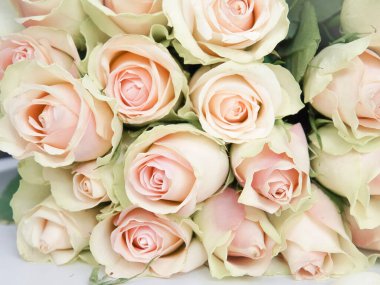 Close up of white roses natural floral background copy space .