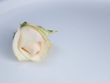Close up of white roses natural floral background copy space .