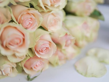 Close up of white roses natural floral background copy space .