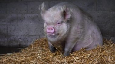 A big fat boar is sitting on hay in a paddock and looking around 