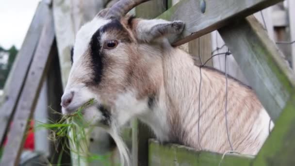 Goat Big Horns Chewing Grass Paddock Farm High Quality Footage — 图库视频影像