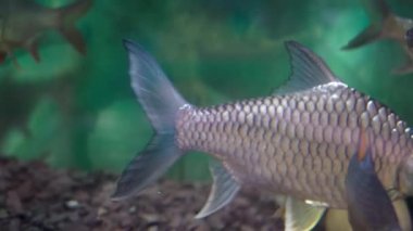 Close up of swimming fish under blue water in aquarium 