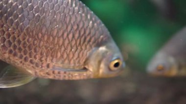 Close up of swimming fish under blue water in aquarium 