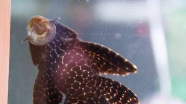 Close up of swimming fish under blue water in aquarium 