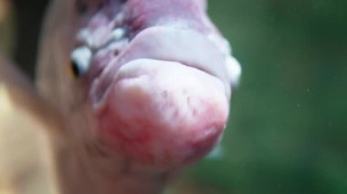 Close up of swimming fish under blue water in aquarium 