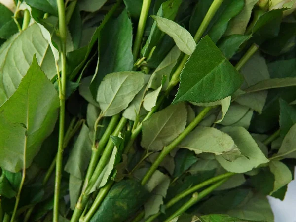 Natural floral green background with stems of roses with thorns . High quality photo