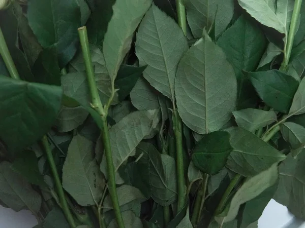 Natural floral green background with stems of roses with thorns . High quality photo