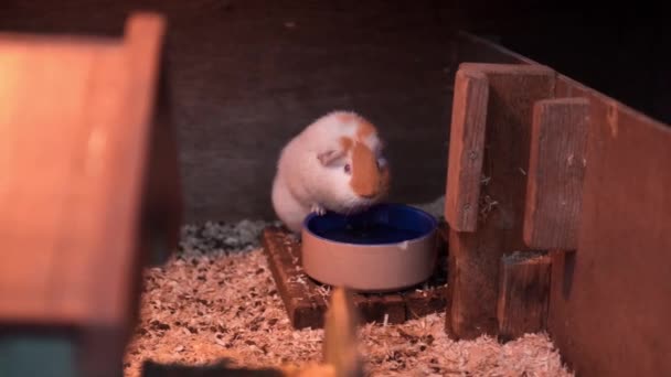 Small White Red Hamster Eating His Feed Blue Bowl Cage — Video Stock