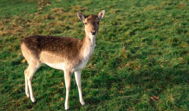 red deer grazing on the meadow in richmond park.