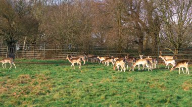 red deer grazing on the meadow in richmond park.
