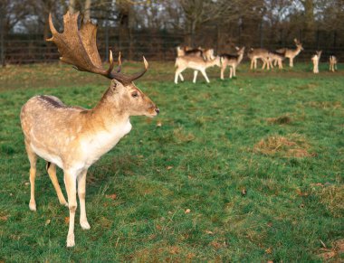 red deer grazing on the meadow in richmond park.