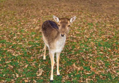 red deer grazing on the meadow in richmond park.