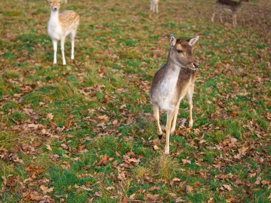 red deer grazing on the meadow in richmond park.