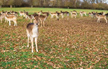 red deer grazing on the meadow in richmond park.