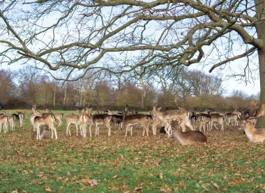 red deer grazing on the meadow in richmond park.
